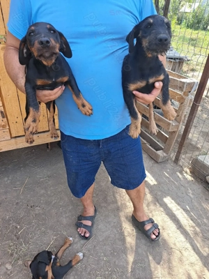 Vând căței jagdterrier vârstă 3 luni,mascul și femelă.