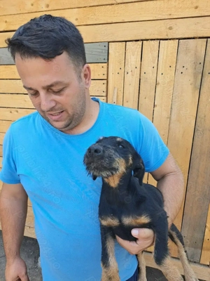 Vând căței jagdterrier vârstă 3 luni,mascul și femelă. - imagine 3 Vând căței jagdterrier vârstă 3 luni,mascul și femelă. - imagine 3