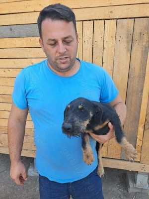 Vând căței jagdterrier vârstă 3 luni,mascul și femelă. - imagine 4 Vând căței jagdterrier vârstă 3 luni,mascul și femelă. - imagine 4