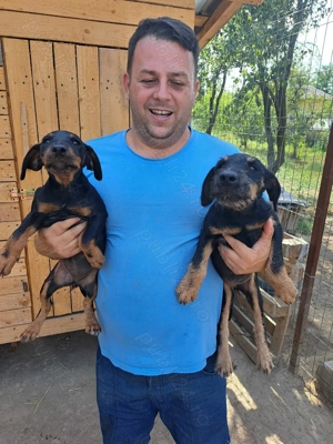 Vând căței jagdterrier vârstă 3 luni,mascul și femelă. - imagine 2 Vând căței jagdterrier vârstă 3 luni,mascul și femelă. - imagine 2