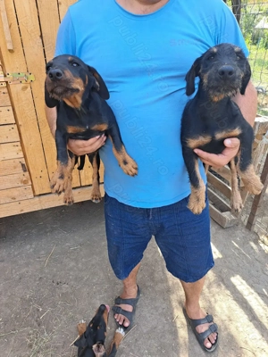 Vând căței jagdterrier vârstă 3 luni,mascul și femelă. - imagine 5 Vând căței jagdterrier vârstă 3 luni,mascul și femelă. - imagine 5