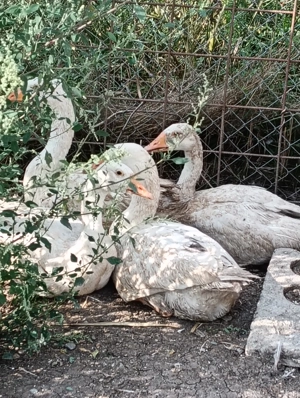 Gâște tinere - imagine 3