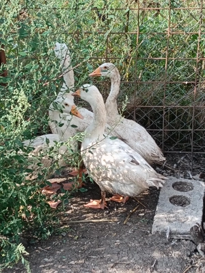 Gâște tinere - imagine 2