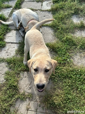 Disponibil un băiețel, rasa Labrador!