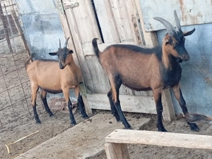 VÂND 3 ȚAPI alpini francezi 