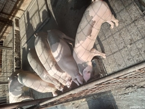 vand porci marele alb