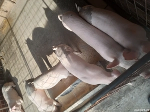 vand porci marele alb - imagine 2 vand porci marele alb - imagine 2