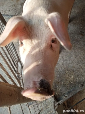 vand porci marele alb - imagine 3 vand porci marele alb - imagine 3