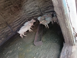 Vând purcei 8 săptămâni