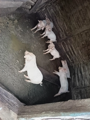 Vând purcei 8 săptămâni  - imagine 2