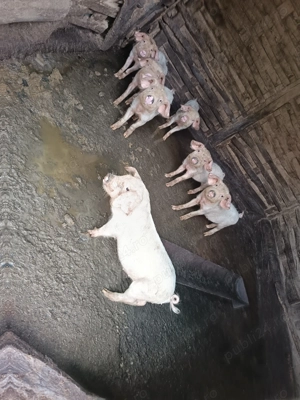 Vând purcei 8 săptămâni  - imagine 3