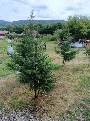 Vânzare teren și cabană mobilă. - imagine 10