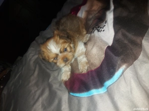 shih-tzu toys - imagine 3 shih-tzu toys - imagine 3