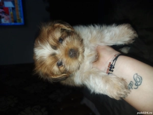 shih-tzu toys - imagine 2 shih-tzu toys - imagine 2