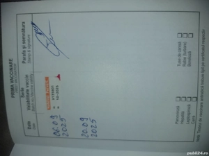 shih-tzu toys - imagine 5 shih-tzu toys - imagine 5