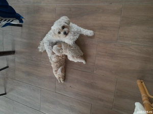 pui bichon maltez 6 săptămîni deparazitați și primu vaccin carnet sănătate