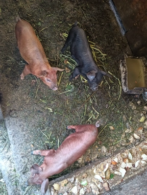 Van purcei de 8 săptămâni 