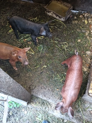 Van purcei de 8 săptămâni  - imagine 2 Van purcei de 8 săptămâni  - imagine 2