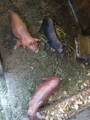 Van purcei de 8 săptămâni  - imagine 4 Van purcei de 8 săptămâni  - imagine 4