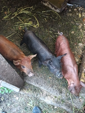 Van purcei de 8 săptămâni  - imagine 3 Van purcei de 8 săptămâni  - imagine 3