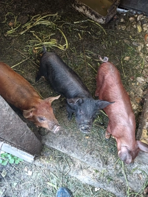 Van purcei de 8 săptămâni  - imagine 5 Van purcei de 8 săptămâni  - imagine 5