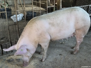 vier si 3 scroafe  - imagine 4