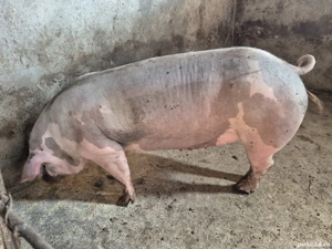 vier si 3 scroafe  - imagine 2