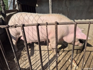 vier si 3 scroafe  - imagine 3