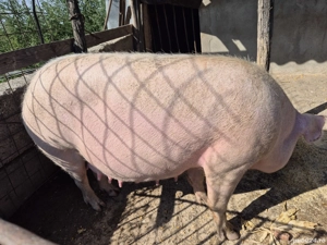 vier si 3 scroafe  - imagine 5