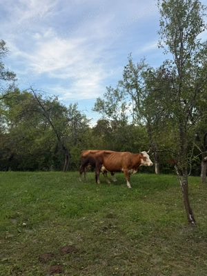 Vand vaca de 4 ani - imagine 2