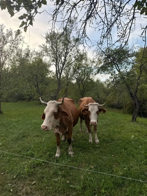 Vand vaca de 4 ani - imagine 4