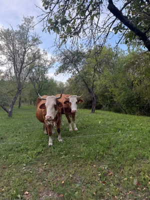 Vand vaca de 4 ani - imagine 3