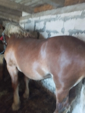 Vând mânji ardenezi