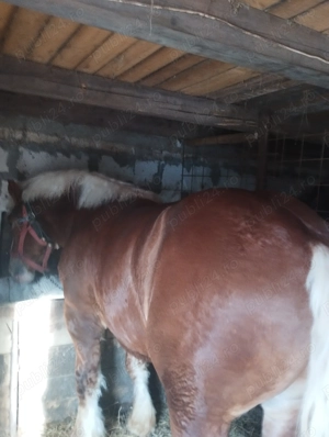 Vând mânji ardenezi - imagine 2