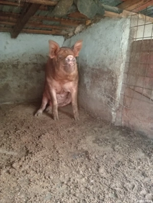 De vânzare  - imagine 2