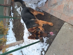 Caine ciobanesc german 