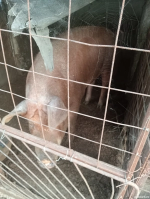 De vânzare  - imagine 4