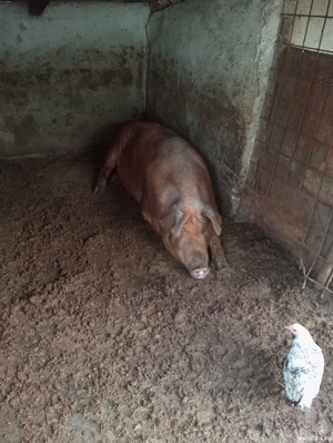 De vânzare  - imagine 3