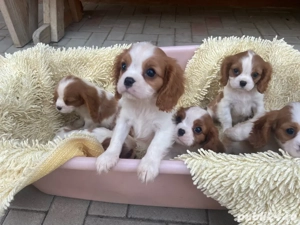 Cavalier King Charles Spaniel