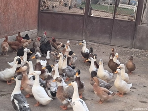 vând 20 de rațe  - imagine 2