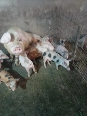 Purcei de 7 săptămâni  - imagine 2 Purcei de 7 săptămâni  - imagine 2