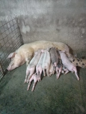 Purcei de 7 săptămâni  - imagine 5 Purcei de 7 săptămâni  - imagine 5