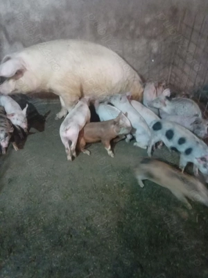 Purcei de 7 săptămâni  - imagine 4 Purcei de 7 săptămâni  - imagine 4