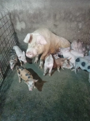 Purcei de 7 săptămâni  - imagine 3 Purcei de 7 săptămâni  - imagine 3