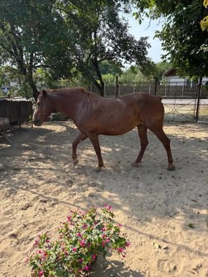 Vand iapa Scarisoara Noua, Satu Mare - imagine 2