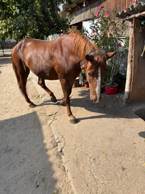 Vand iapa Scarisoara Noua, Satu Mare