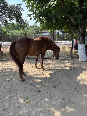 Vand iapa Scarisoara Noua, Satu Mare - imagine 3