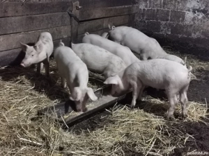 Purcei marele alb  - imagine 2