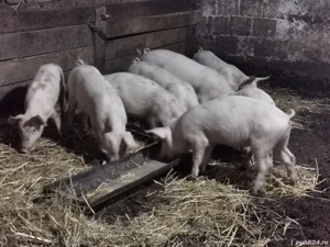 Purcei marele alb  - imagine 4