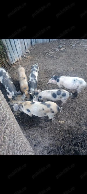 Vând purcei - imagine 2